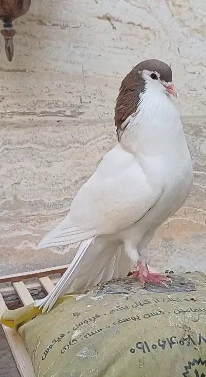 کفتر دستی جوون|پرنده|رفسنجان, |دیوار