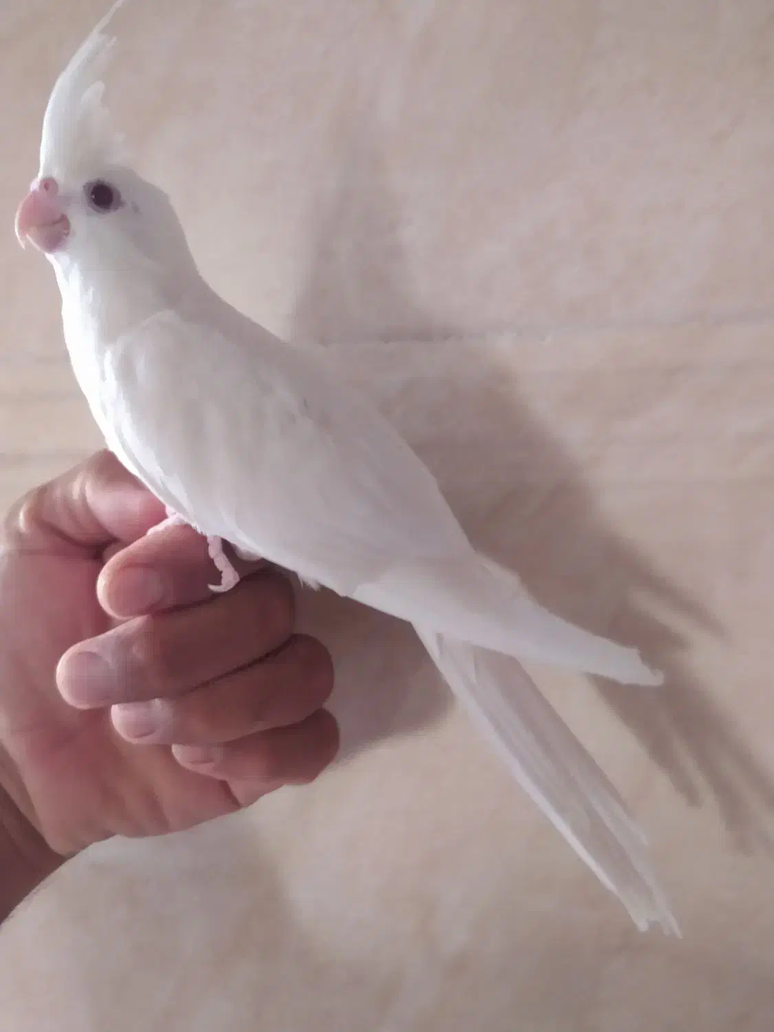 عروس هلندی|پرنده|بیرجند, |دیوار