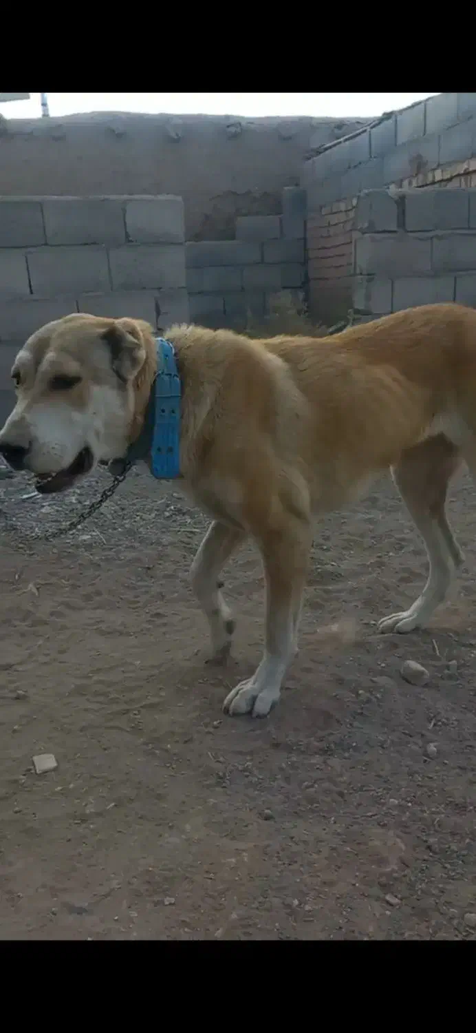 ماده ۷ماهه الابای سگ|سگ|مشهد, گوهرشاد|دیوار