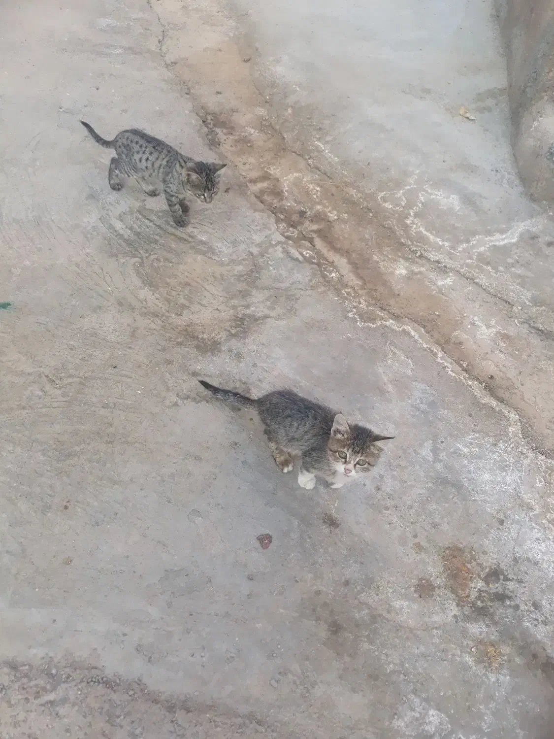 گربه خانگی نروماده|گربه|مشهد, آزادشهر|دیوار