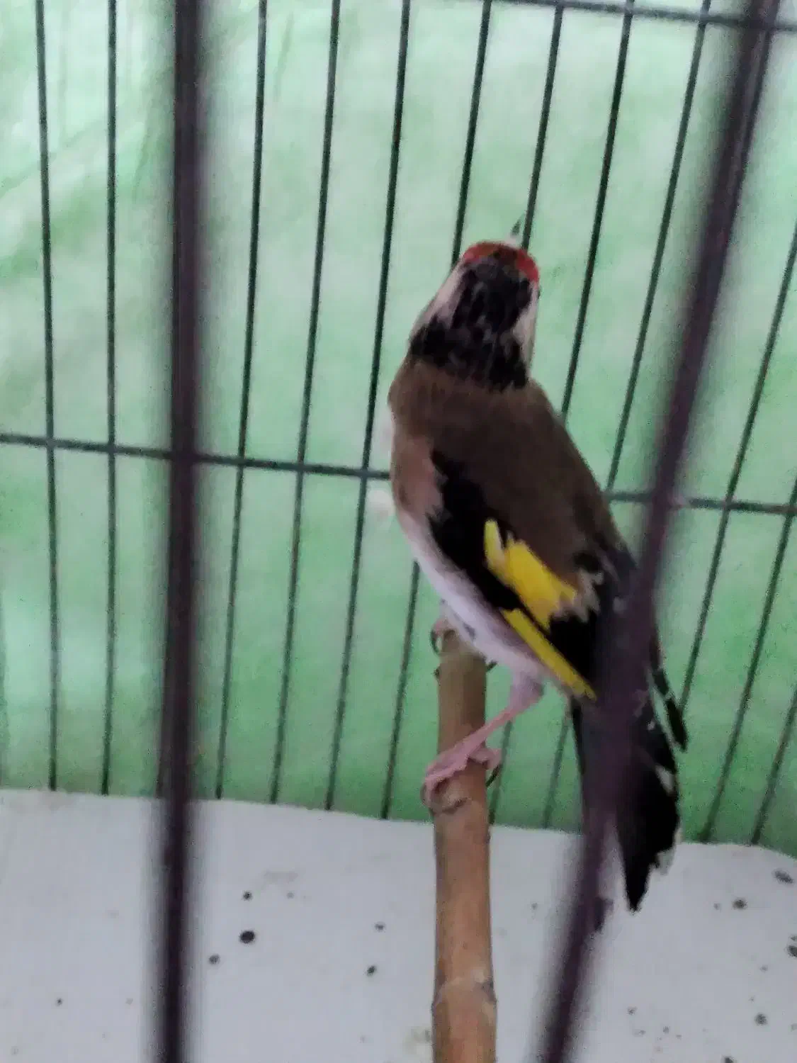 ماده‌سهره‌کار‌داده|پرنده|کرمانشاه, |دیوار