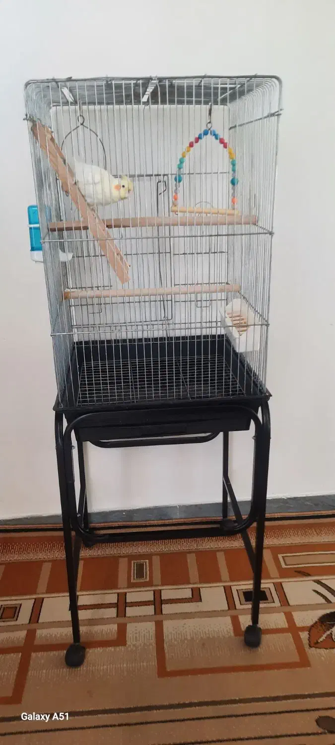 عروس هلندی لوتینو|پرنده|قیدار, |دیوار