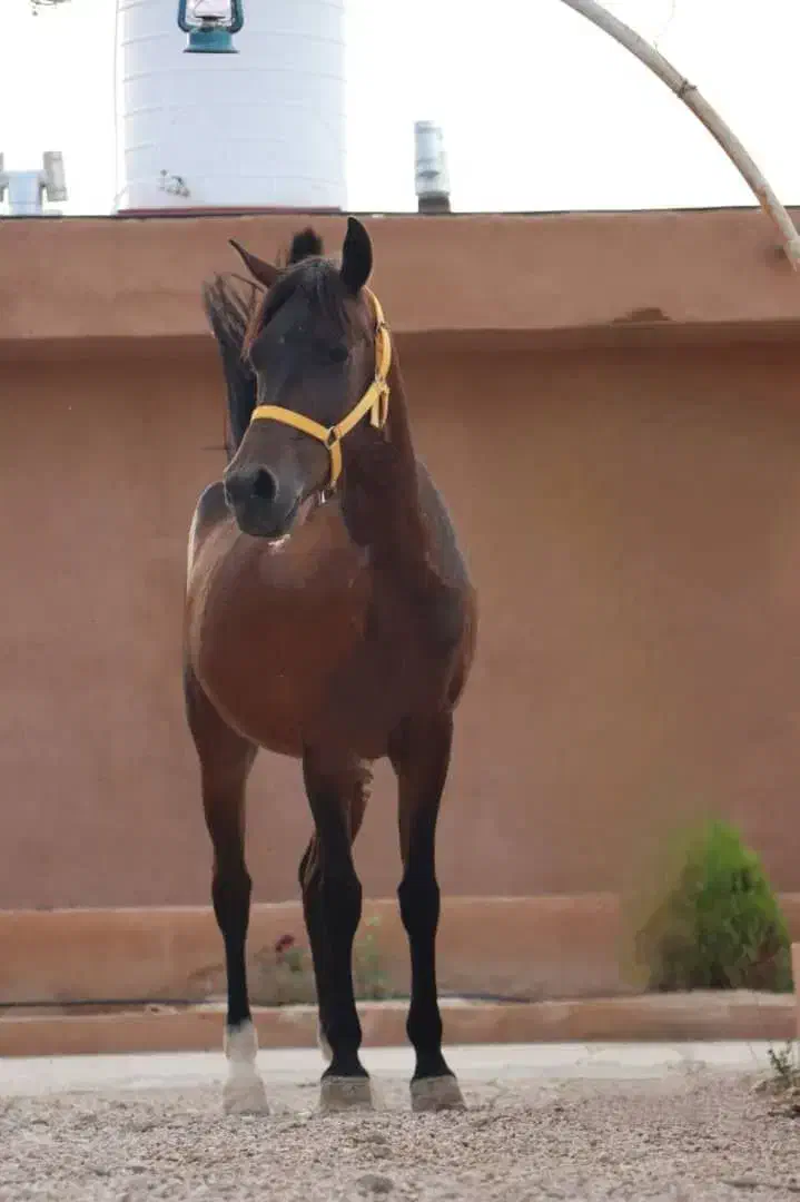 فروش همه نژاد اسب ب قیمت|اسب و تجهیزات اسبسواری|بندرعباس, |دیوار