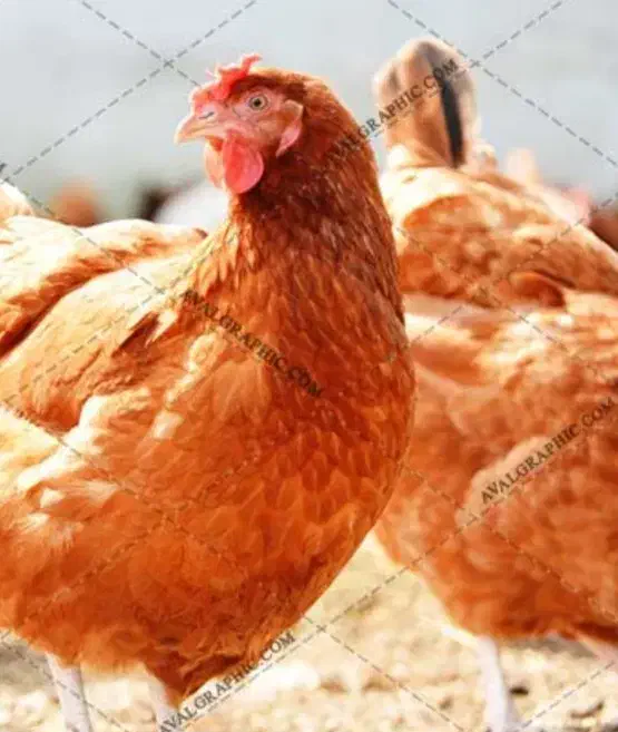 مرغ تخمگذار|حیوانات مزرعه|شاهرود, |دیوار