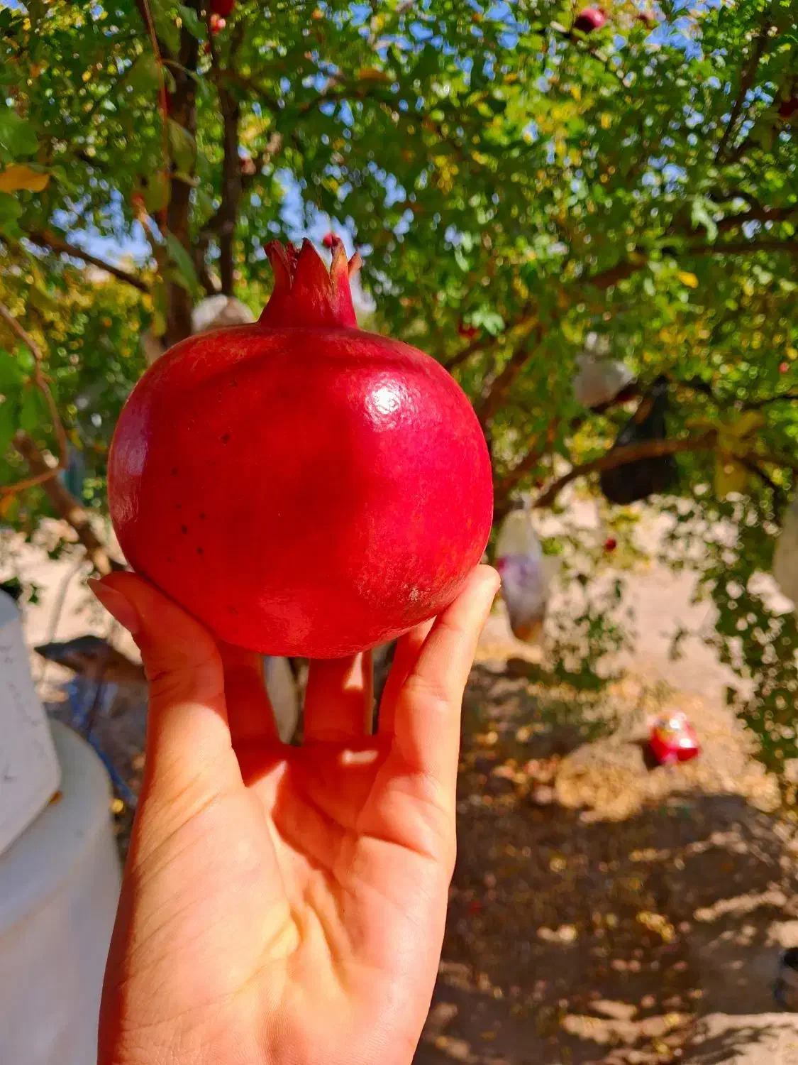 از تولید به مصرف|خوردنی و آشامیدنی|کوهنجان, |دیوار