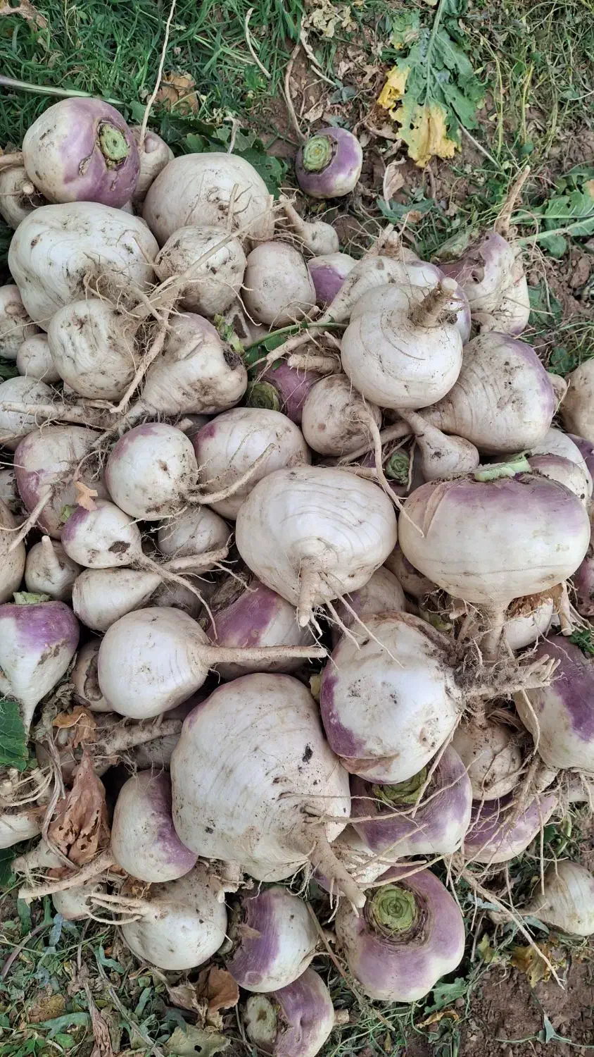 شلغم|خوردنی و آشامیدنی|سردرود, |دیوار