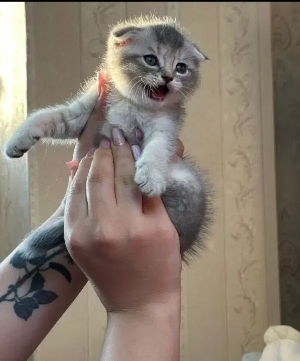 گربه اسکاتیش|گربه|تبریز, |دیوار