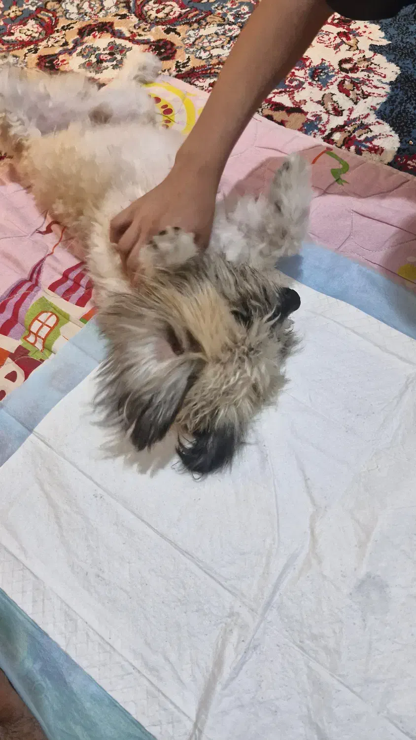 سگ شیتزو نر|سگ|جیرفت, |دیوار