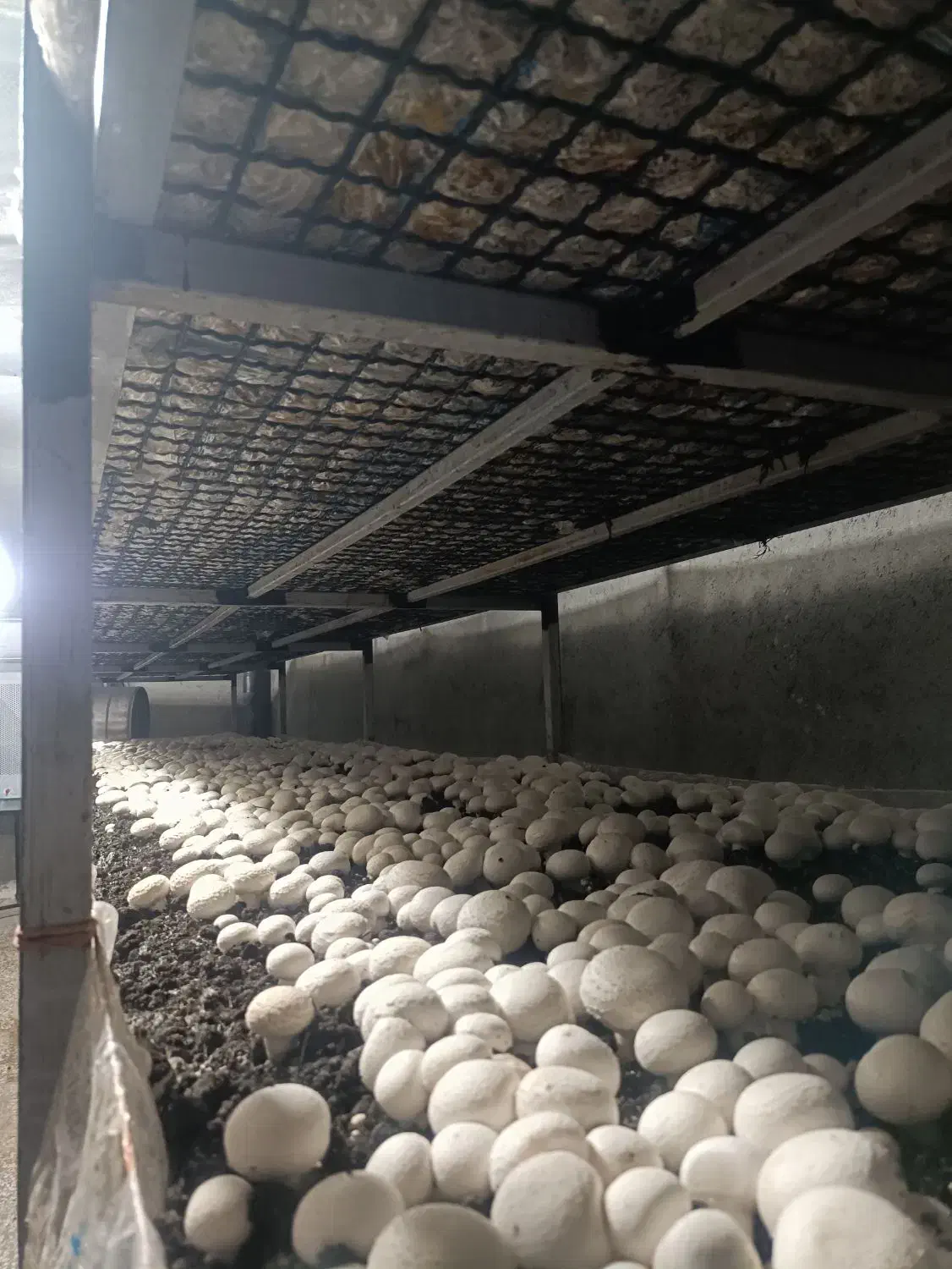 قارچ درجه۱|خوردنی و آشامیدنی|شیروان (خراسان), |دیوار