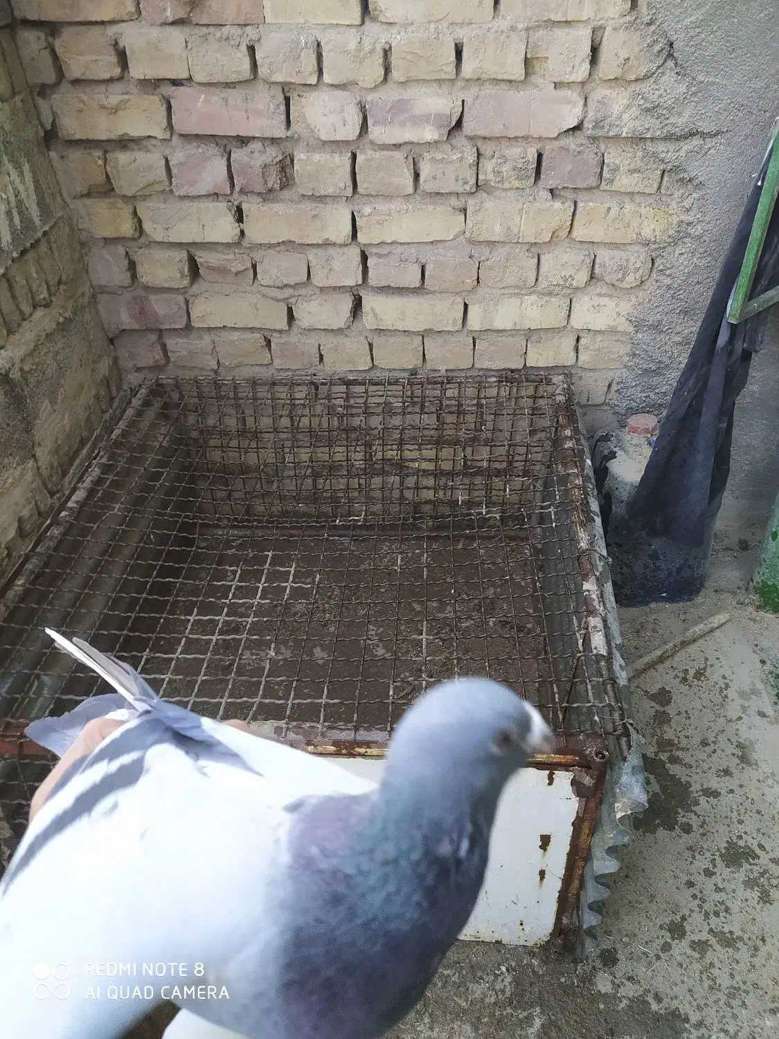 6عدد جوجه با یک عدد نر پلاکی|پرنده|کویرات, |دیوار