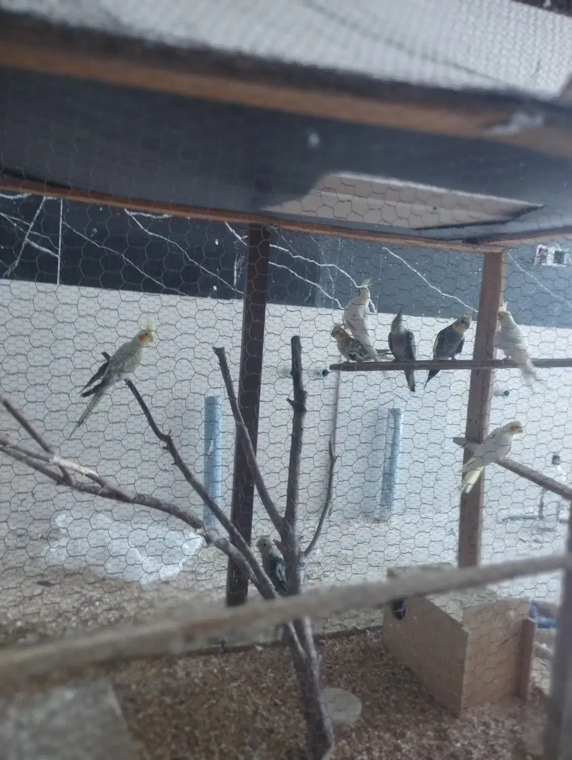 عروس هلندی مولد|پرنده|زید آباد, |دیوار