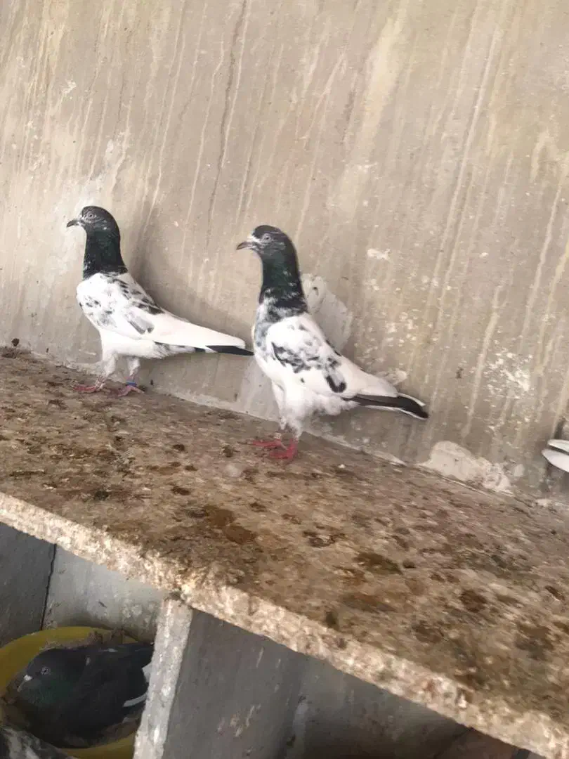 کبوتر پاکستانی|پرنده|بندر دیر, |دیوار