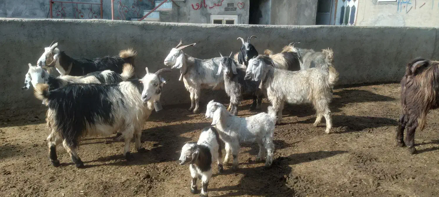 گوسفند|حیوانات مزرعه|داران, |دیوار