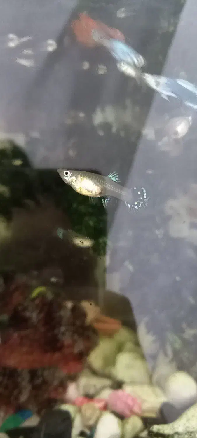 ماهی گوپی ماده|ماهی|مشهد, شهرک مطهری|دیوار