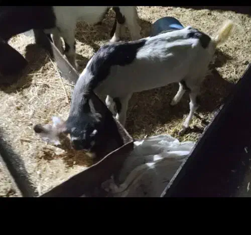 بز ماده|حیوانات مزرعه|باوی, |دیوار