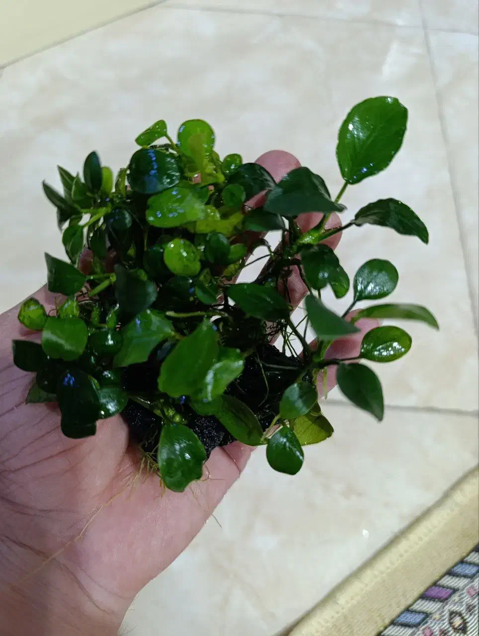 گیاه پلنت انوبیاس|ماهی|تهران, حر|دیوار