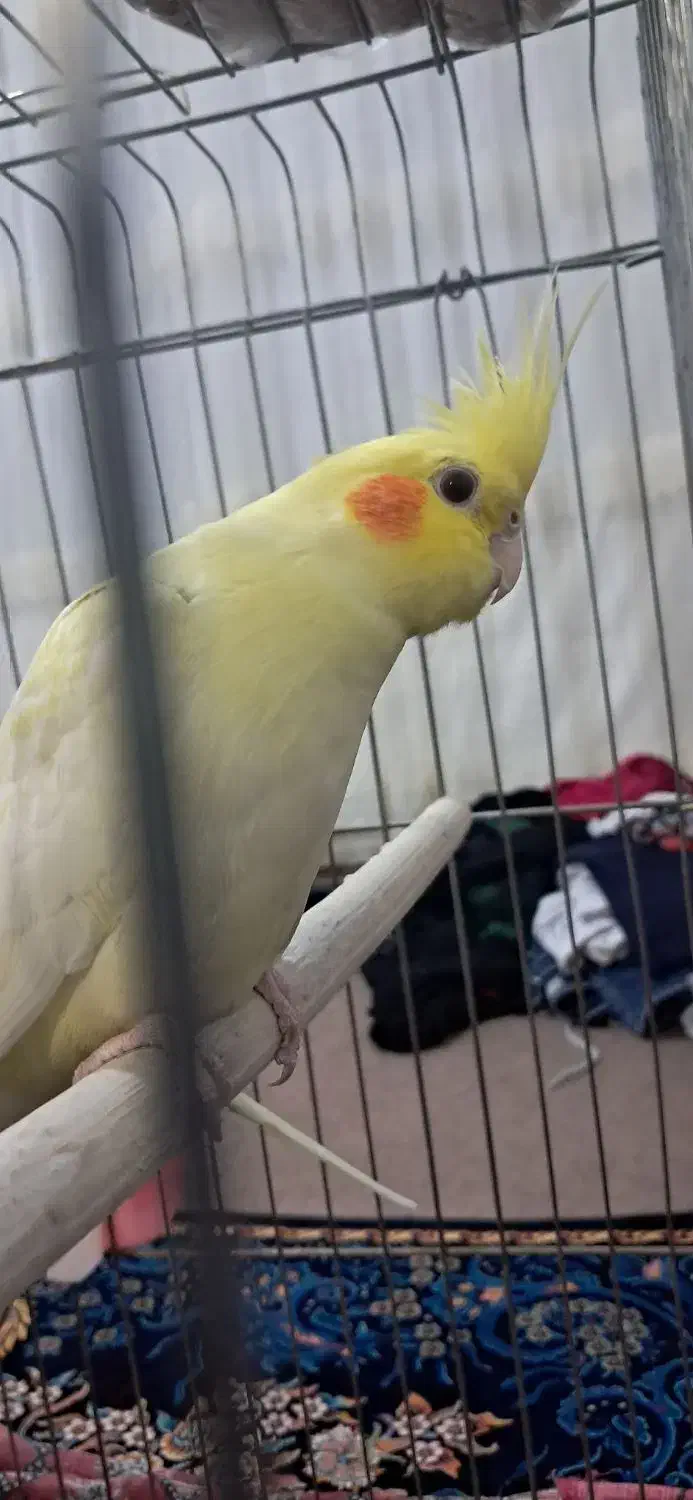 عروس هلندی دستی و سخن گو|پرنده|محمدشهر, محمدشهر|دیوار