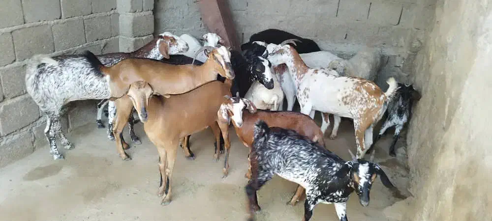 کهره و بره|حیوانات مزرعه|قشم, |دیوار