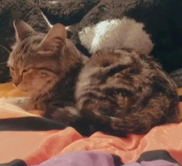 گربه|گربه|یزد, |دیوار