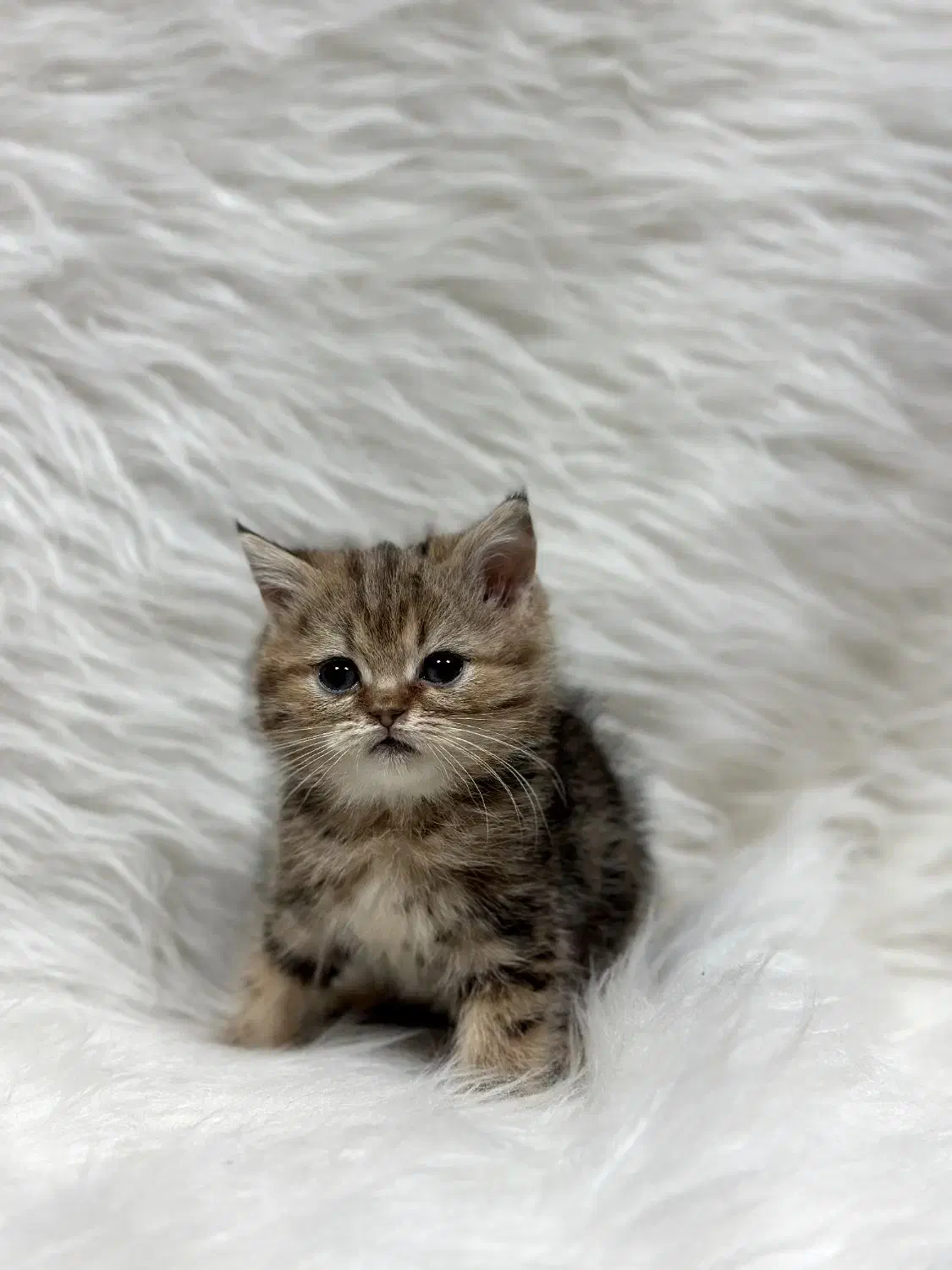 بیریتش گلد لانگ هیر|گربه|کرمانشاه, |دیوار