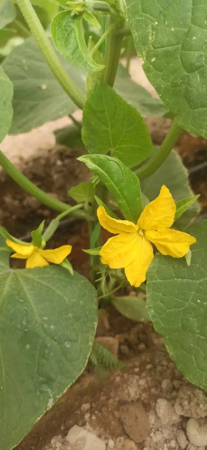 نشا خیار رقم الماس|خدمات باغبانی و درختکاری|جوادآباد, |دیوار