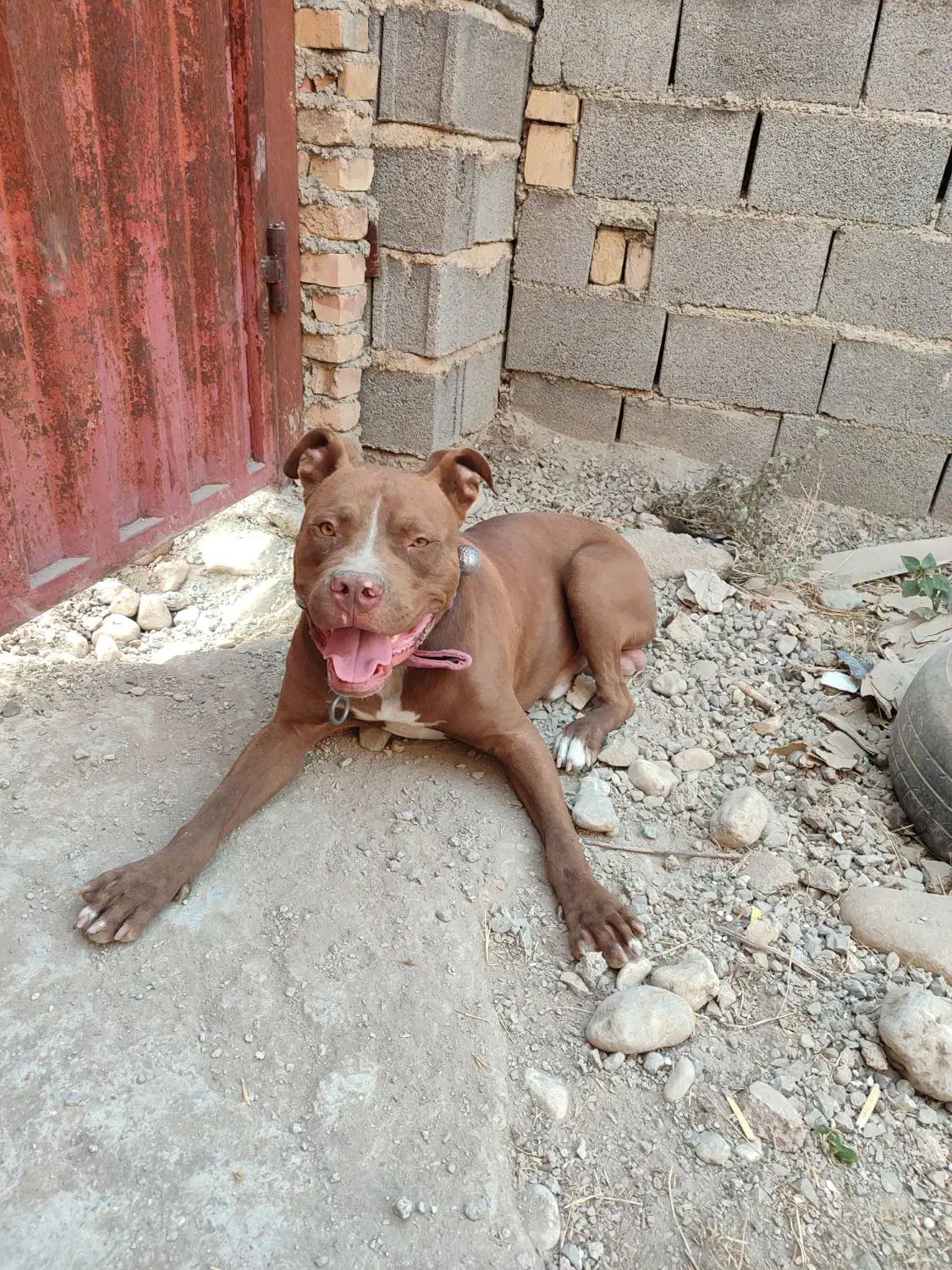 پیت بول نر اصیل، 13 ماهه، واکسینه|سگ|رامیان, |دیوار