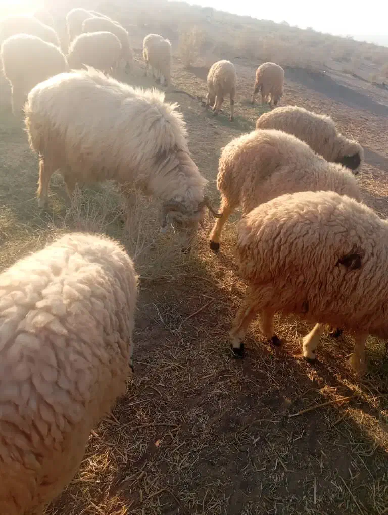 قوچ|حیوانات مزرعه|حاجی آباد, |دیوار