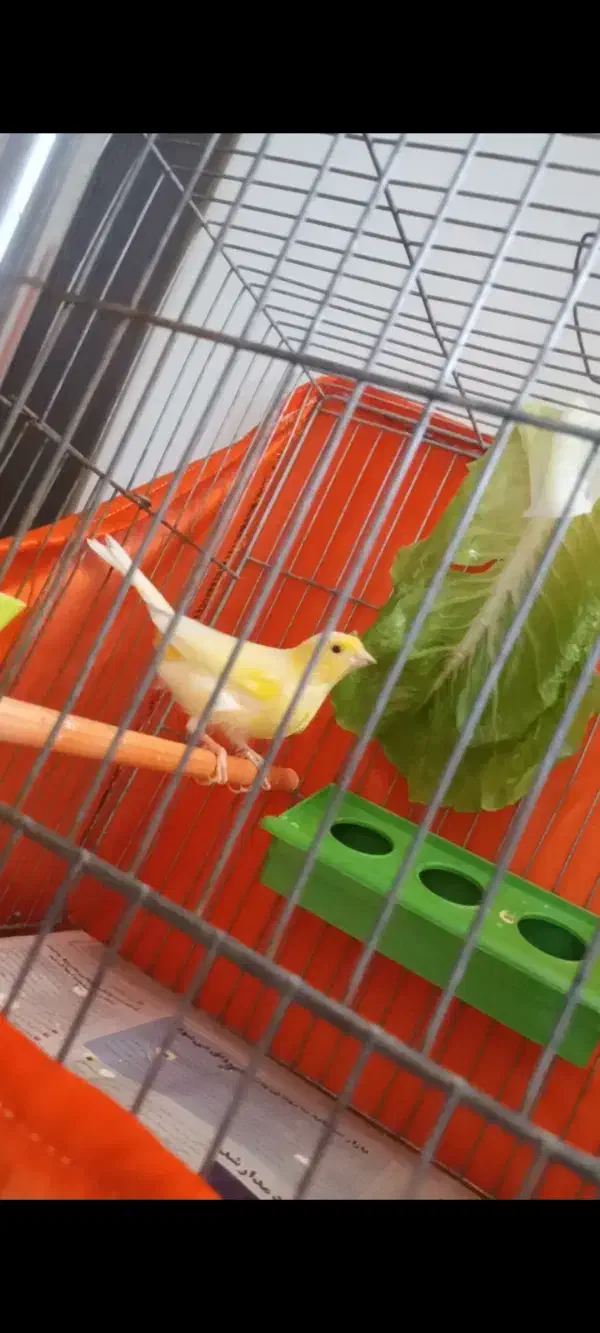 قناری قورولتی واتر|پرنده|اردبیل, |دیوار