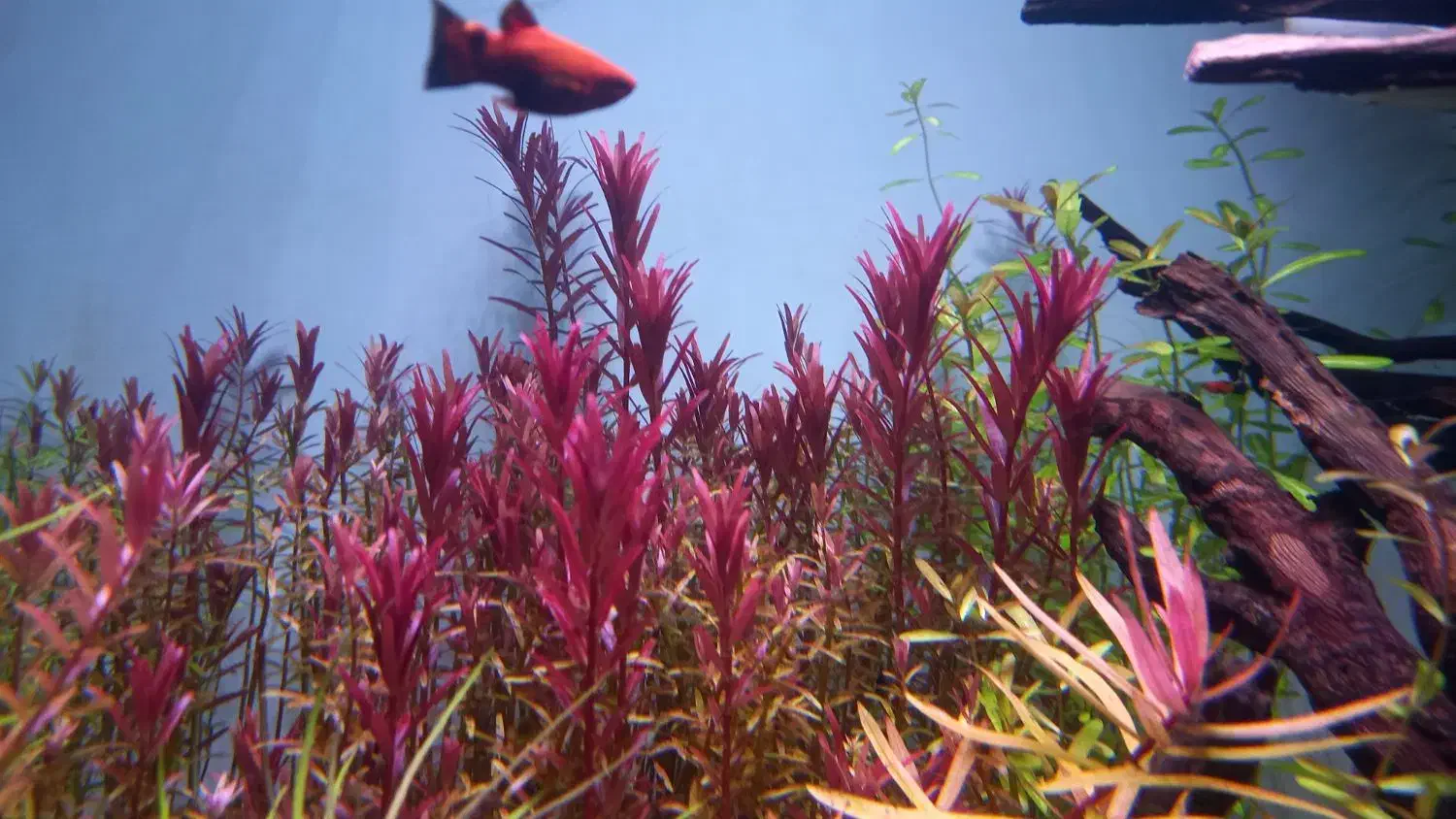 انواع گیاه اکواریومی&پلنت|ماهی|شیراز, میانرود|دیوار