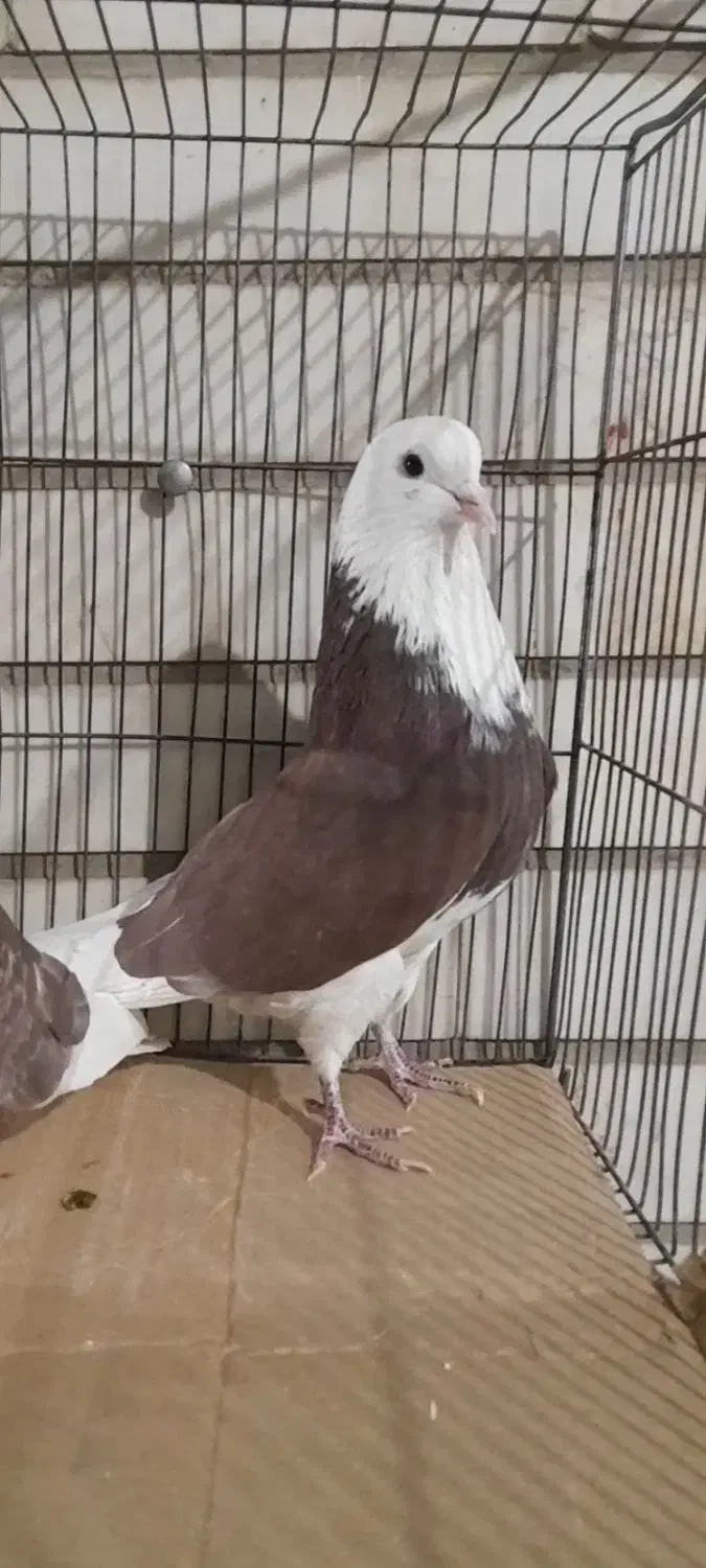 4تا کفتر نر پرش سنگین|پرنده|ری, شهرک نظامی|دیوار