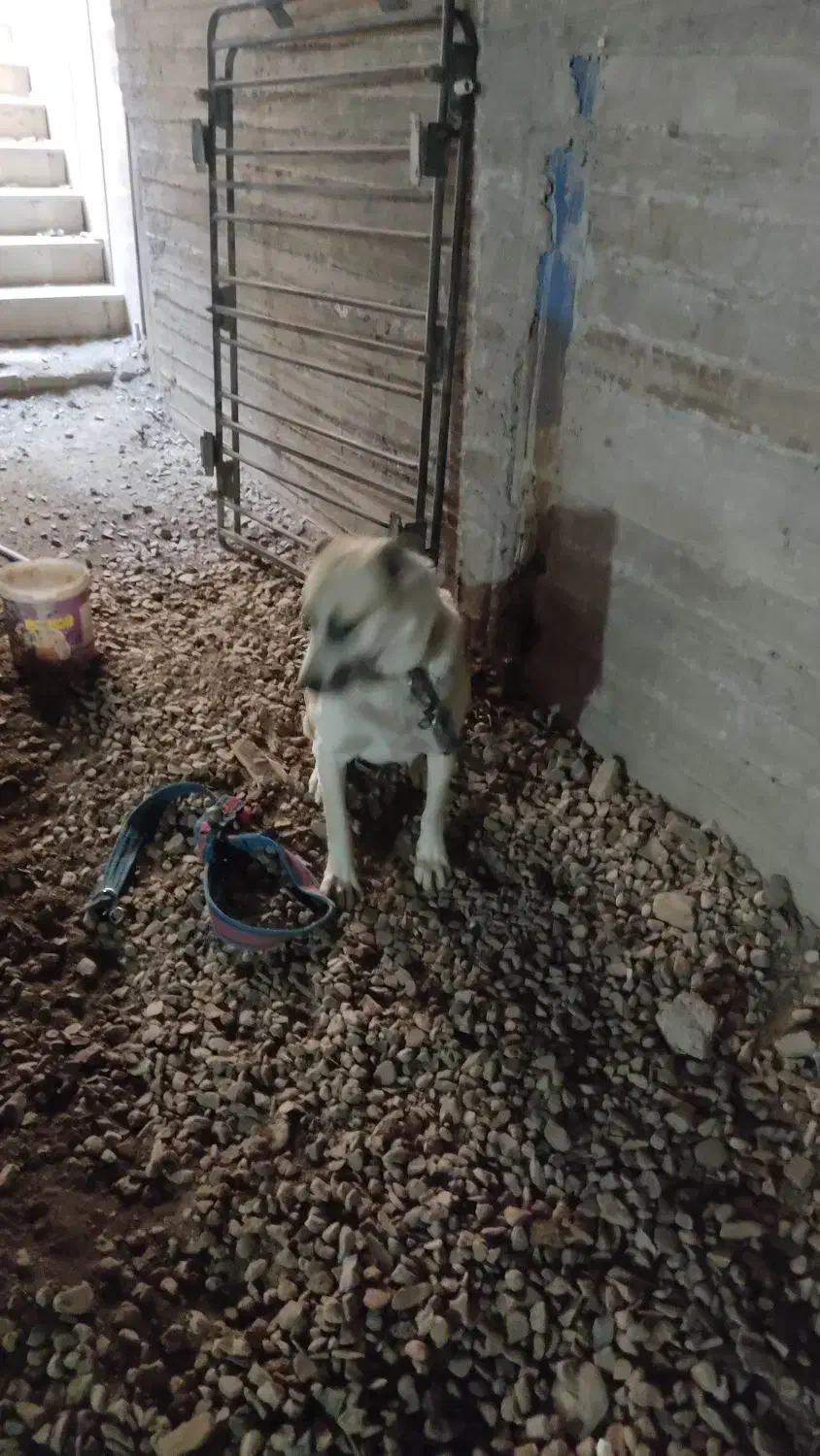 سگ نگهبان|سگ|مشهد, امیریه|دیوار