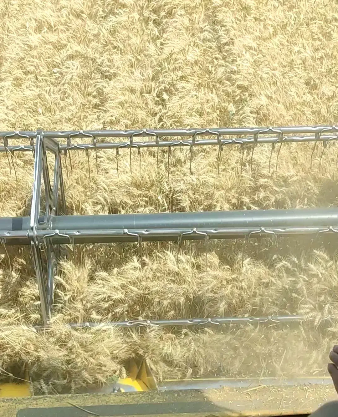 گندم بذری اکلید درجه یک بوجاری شده|خدمات باغبانی و درختکاری|نمین, |دیوار