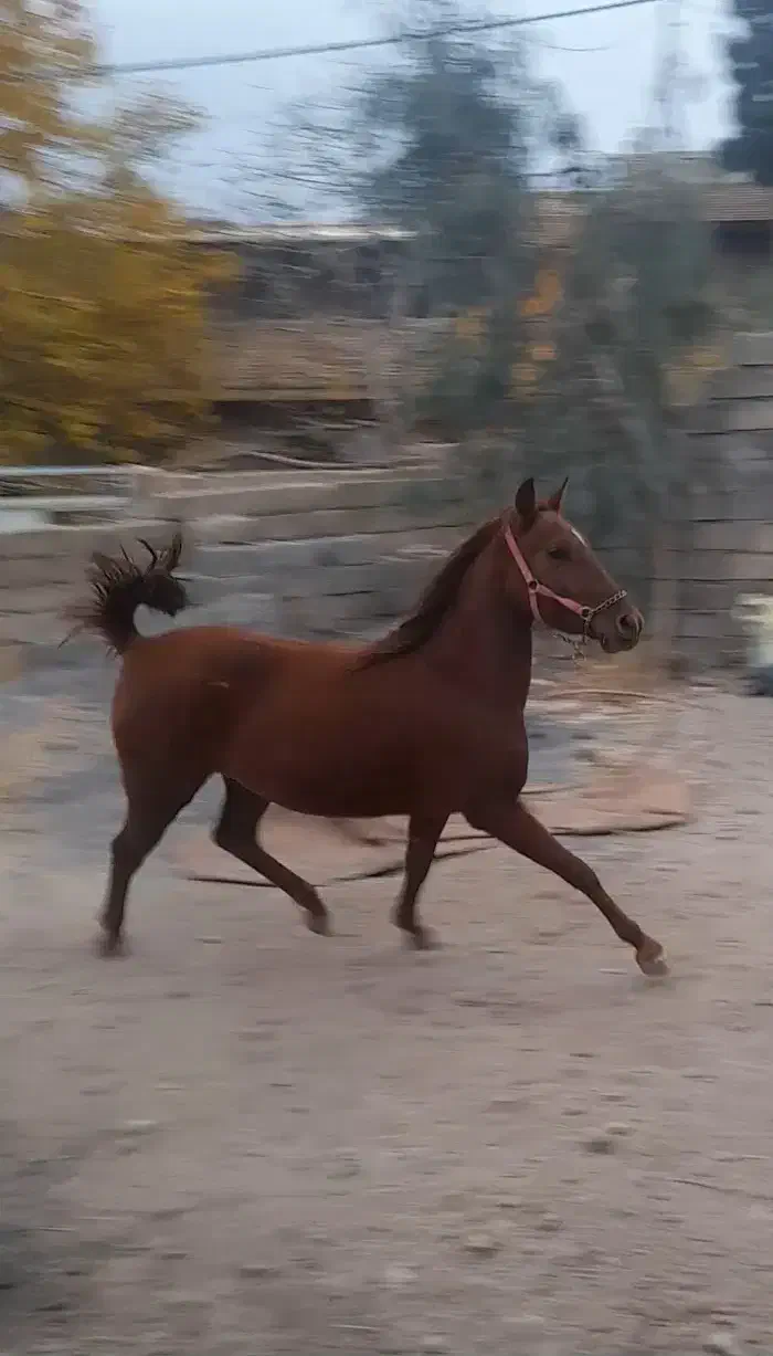 کره شجره دار|اسب و تجهیزات اسب‌سواری|فولادشهر, زاینده رود|دیوار