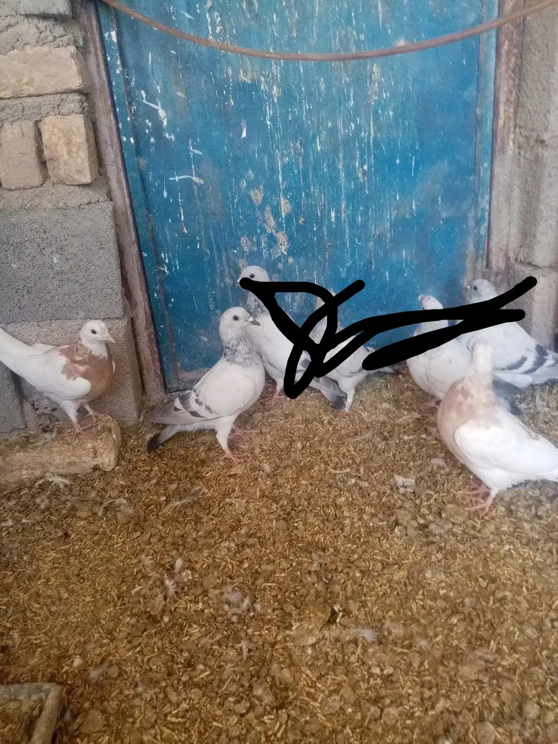 سه تا جنگ با دوتا نر فروشی|پرنده|زرند, |دیوار