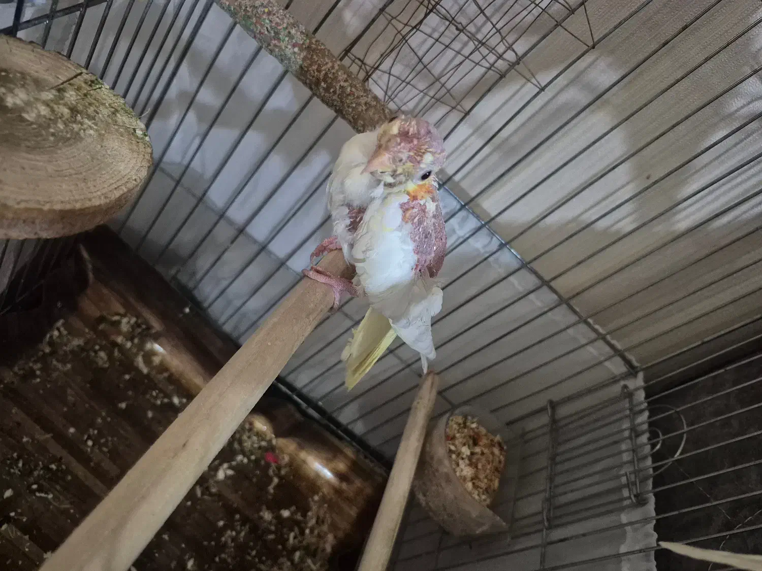 عروس هلندی لوتینو و گری|پرنده|تهران, ابوذر|دیوار