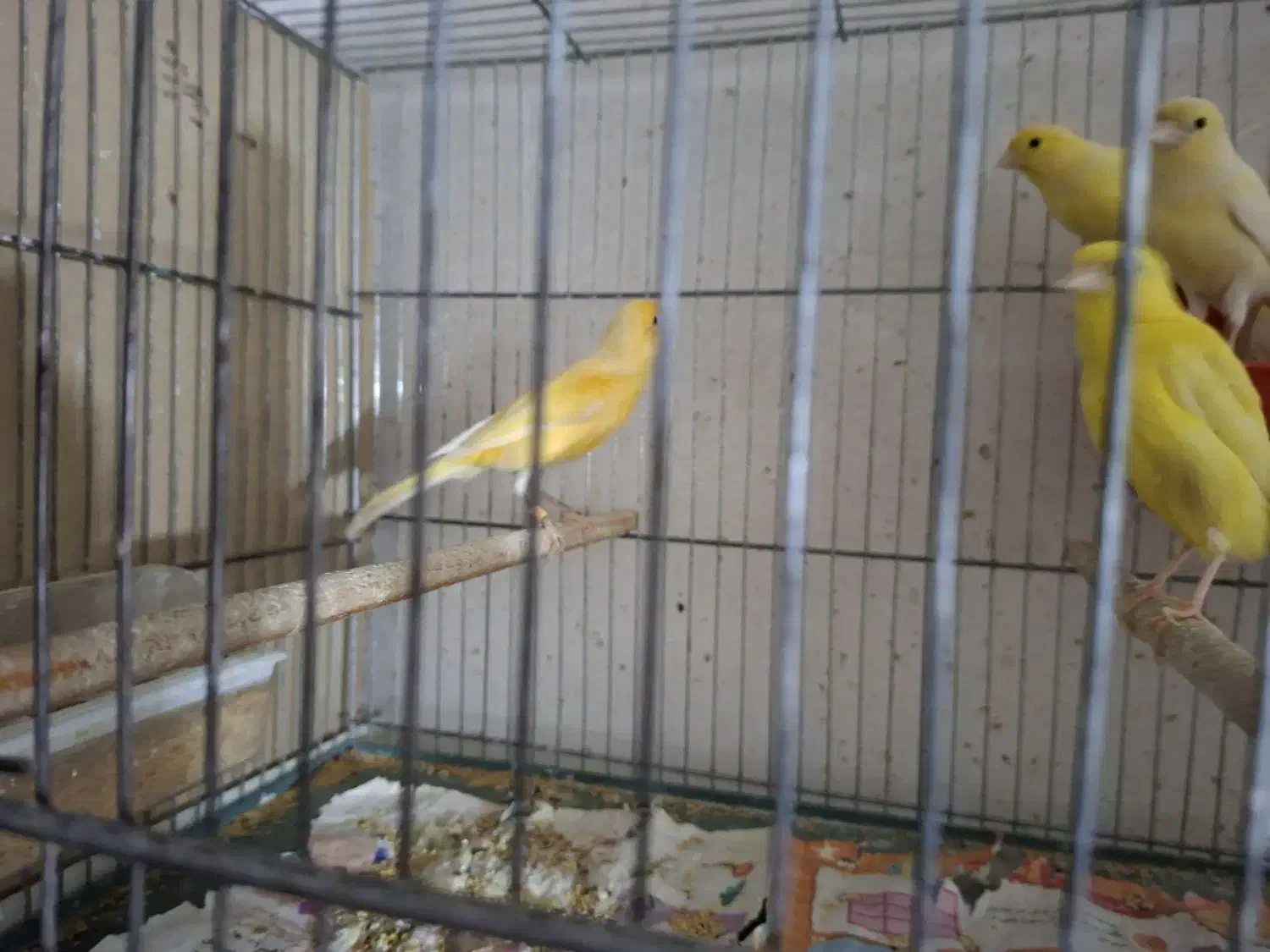 قناری ماده|پرنده|قم, انصار‌الحسین|دیوار