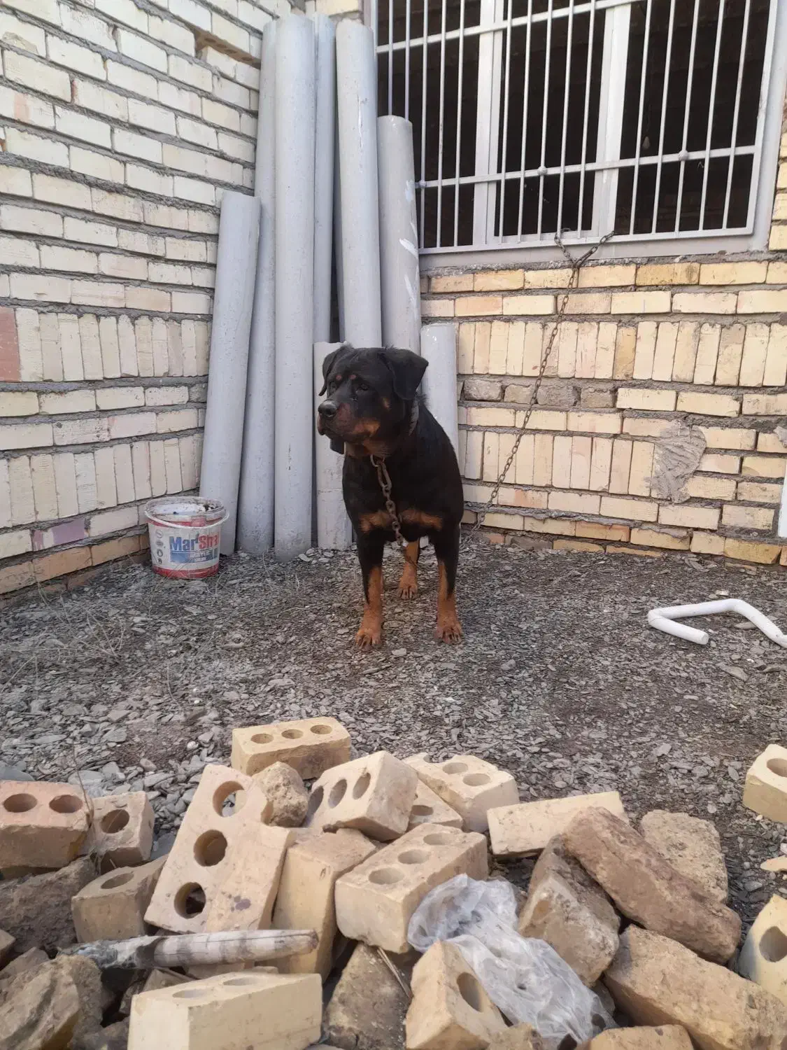 روتوایلر|سگ|مشهد, کاظم آباد پنجشنبه|دیوار