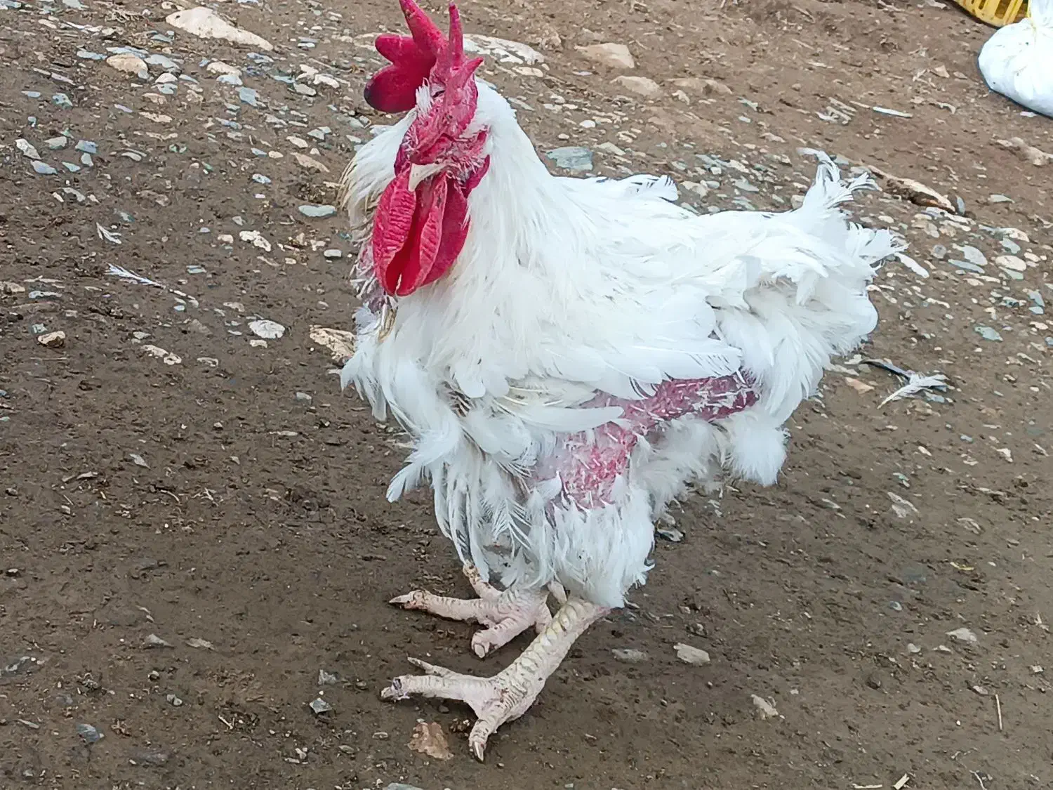 مرغ مادر|حیوانات مزرعه|اشنویه, |دیوار