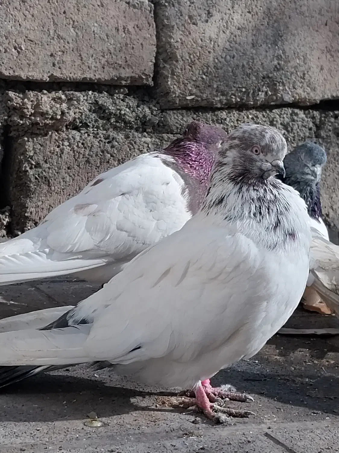 یه تعداد کبوتر|پرنده|فشم, |دیوار