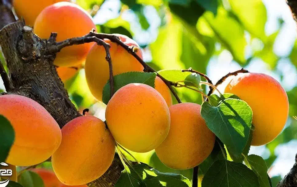 پیش فروش نهال زردآلو کشاورزی|خدمات باغبانی و درختکاری|آبگرم, |دیوار