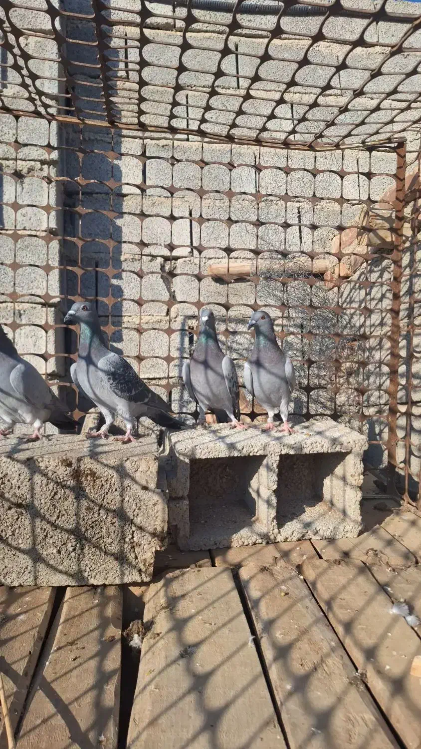 جوجه پلاکی خاص|پرنده|آذرشهر, |دیوار