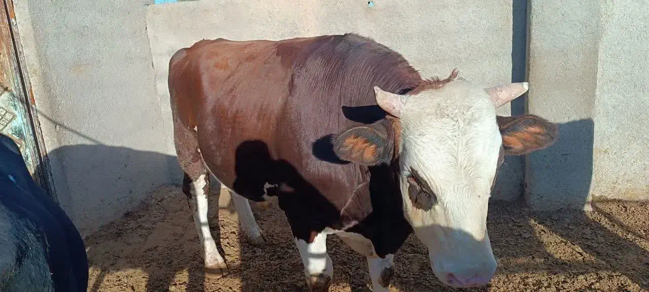 گوشت گوساله|خوردنی و آشامیدنی|بهار, |دیوار