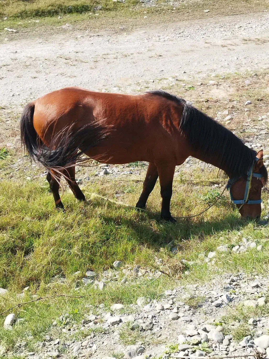 اسب|حیوانات مزرعه|خلیل شهر, |دیوار