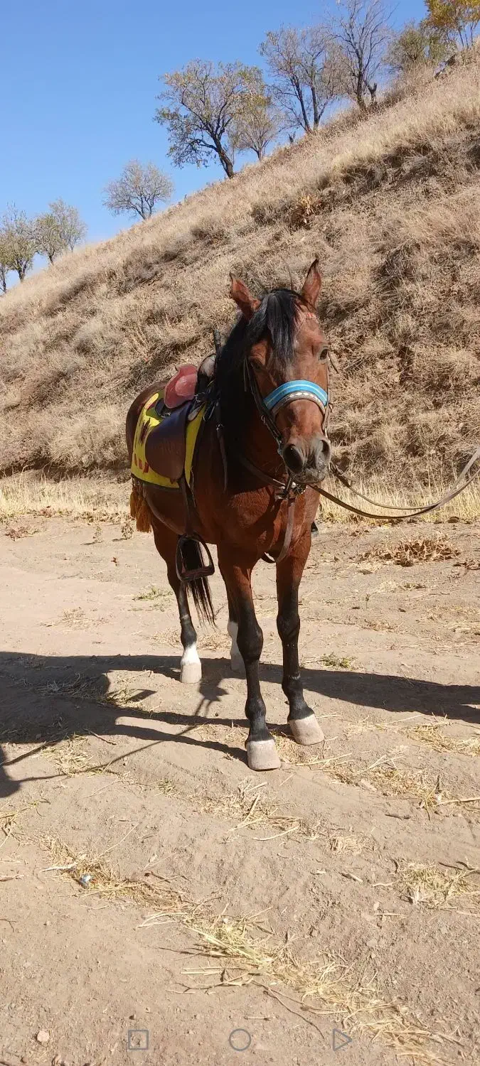 اسب کرد مخصوص سواری|اسب و تجهیزات اسبسواری|همدان, |دیوار