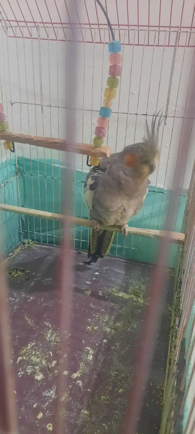 عروس هلندی ماده دستی|پرنده|اشتهارد, |دیوار