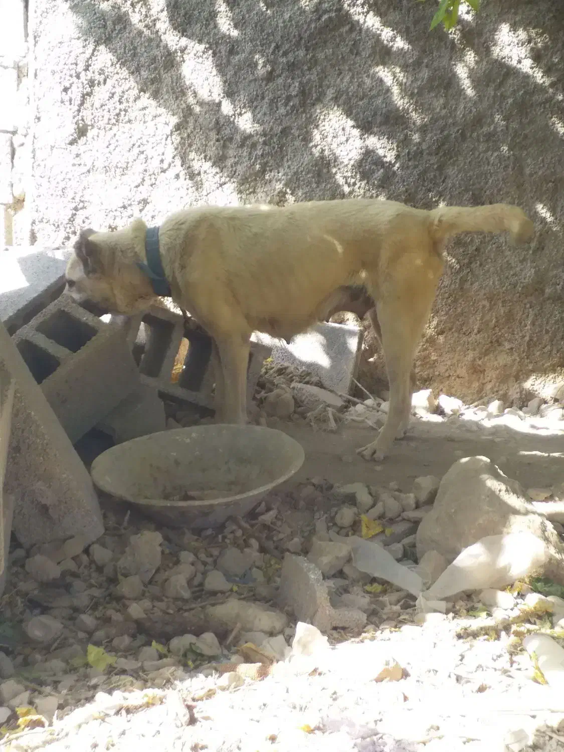 سگ ماده دزدیده شده|حیوانات|سرپل ذهاب, |دیوار