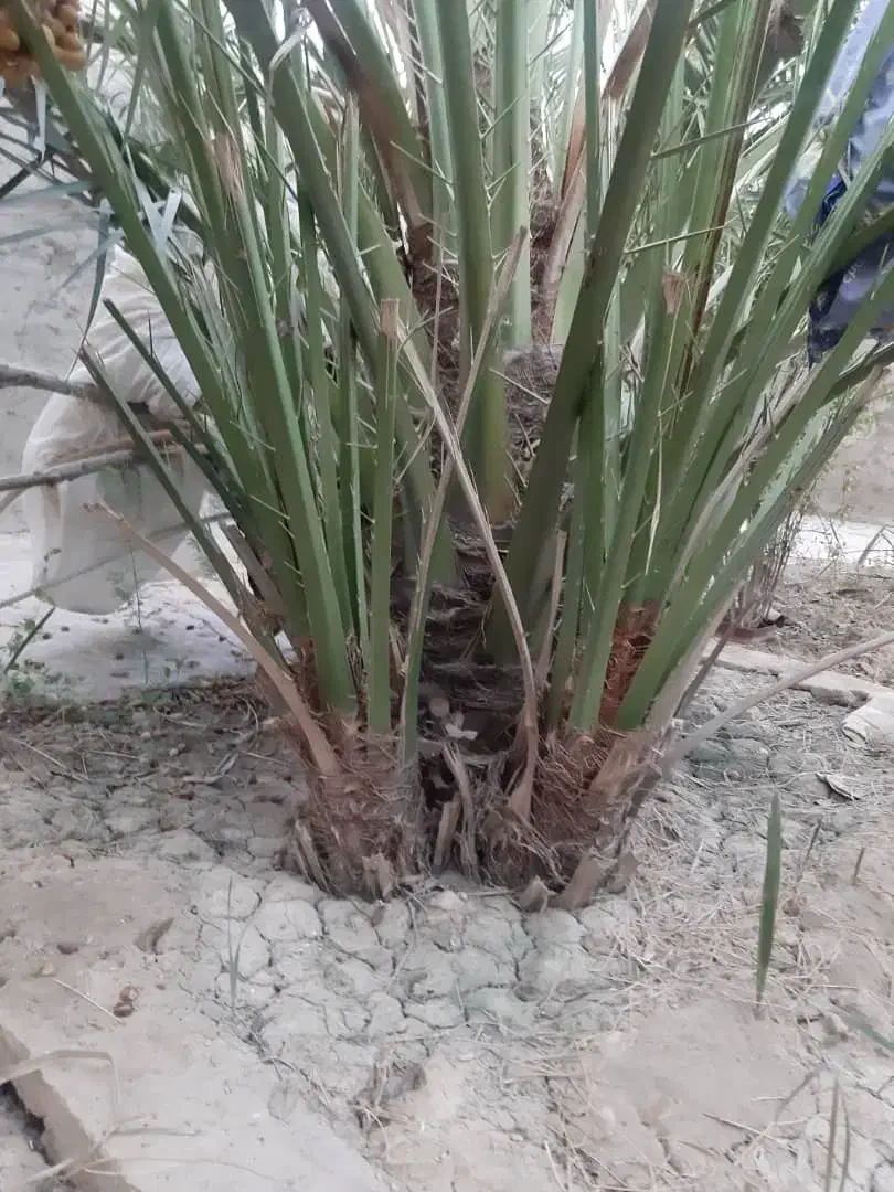 نخل برحی آبادان درجه ۱|گل مصنوعی|بندر ماهشهر, |دیوار