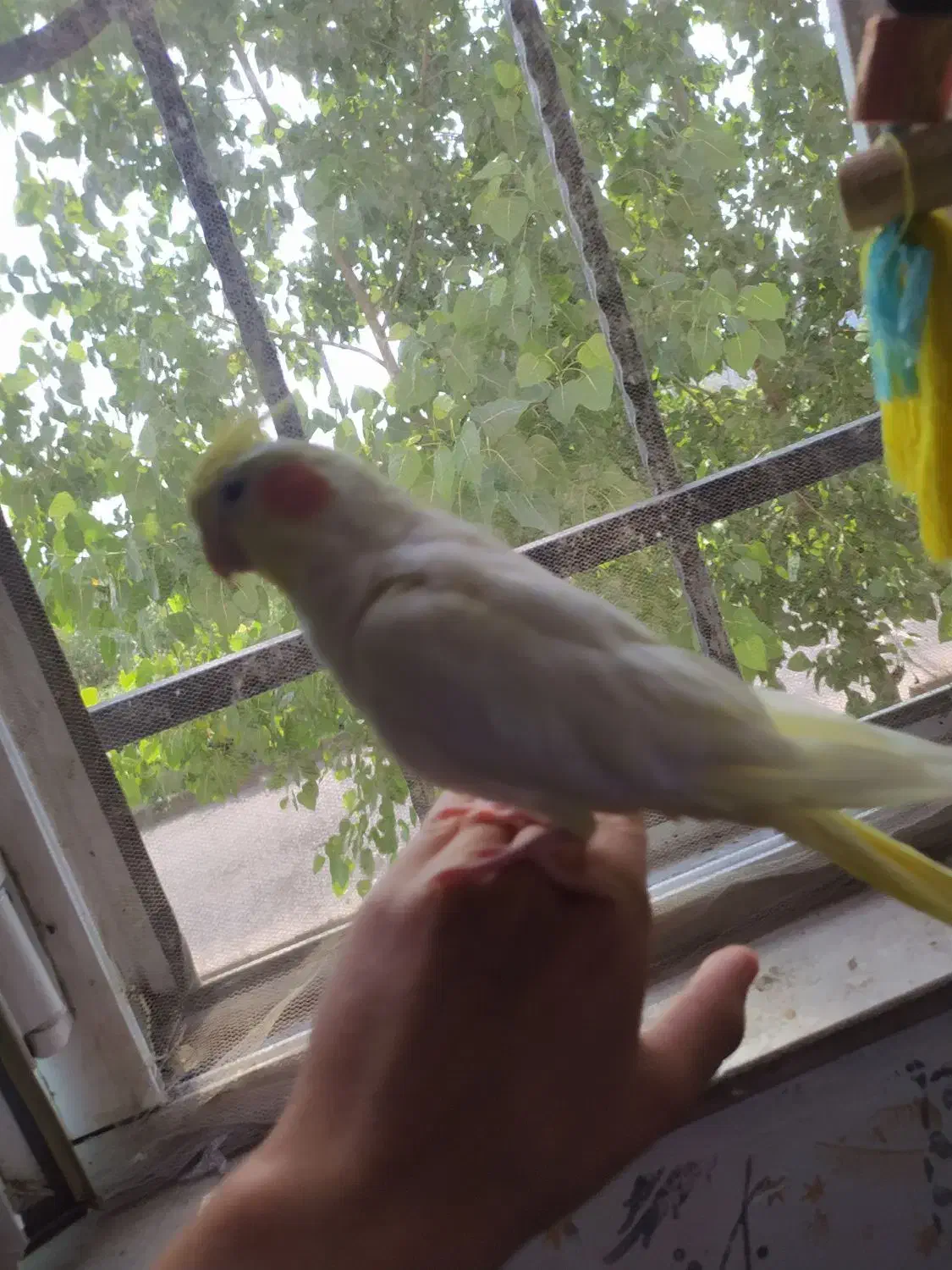 عروس هلندی ماده|پرنده|رشت, کوی مهر|دیوار