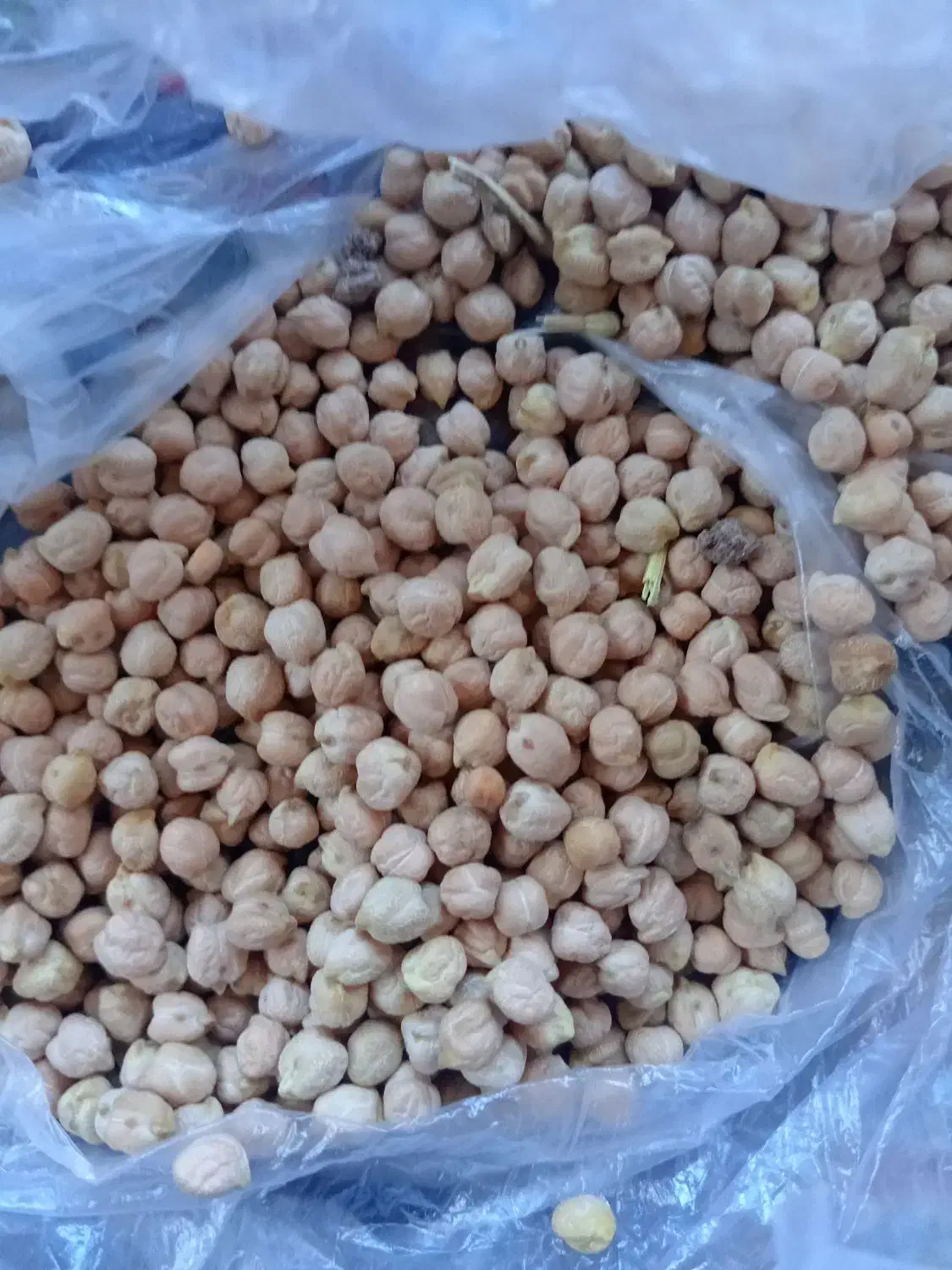 نخود سفید هشترود لب لبی هستش|عمده‌فروشی|نظر کهریزی, |دیوار