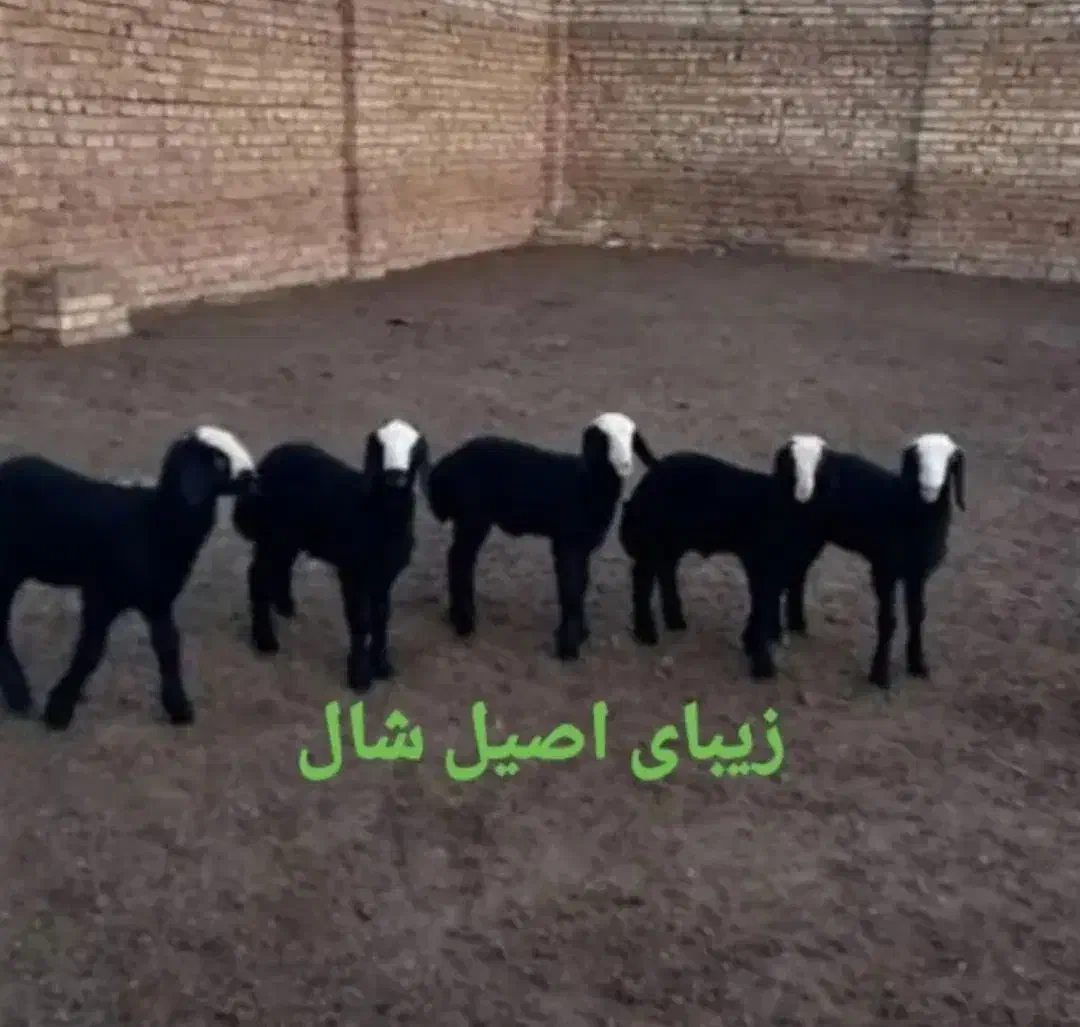 گوسفند شال|حیوانات مزرعه|اسفرورین, |دیوار